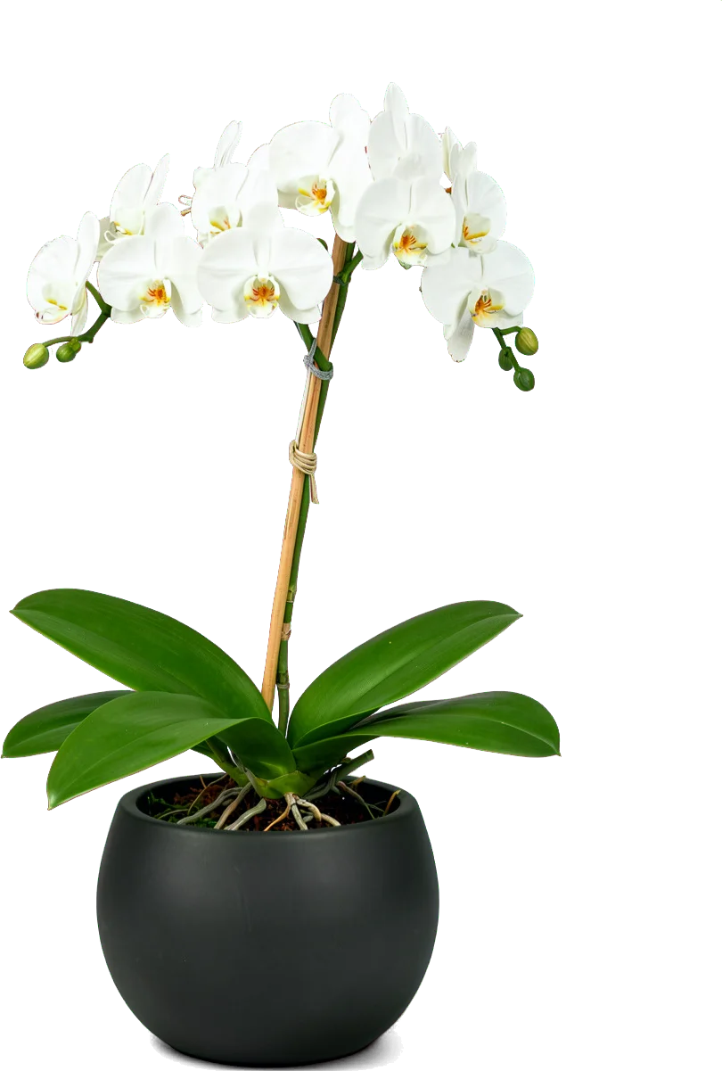 A white moth orchid on a bamboo stake in a round charcoal pot