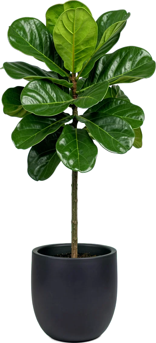 A fiddle-leaf fig with large violin-shaped leaves in a tall charcoal pot