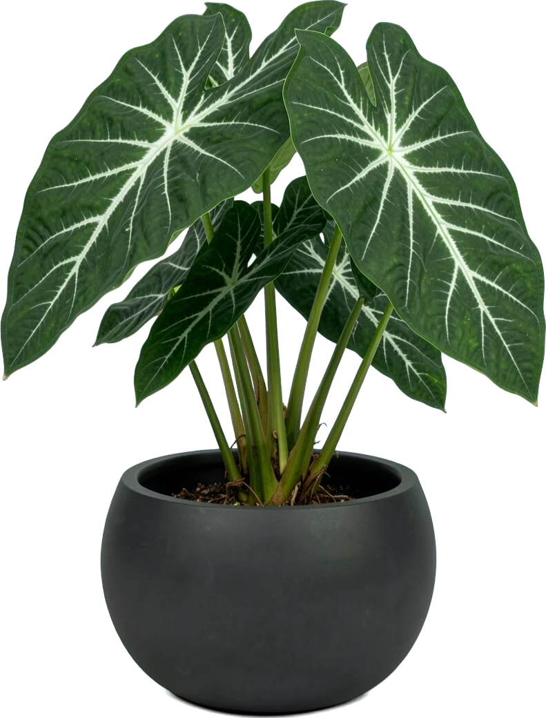 An alocasia with dark arrow-shaped leaves and white veins in a charcoal bowl