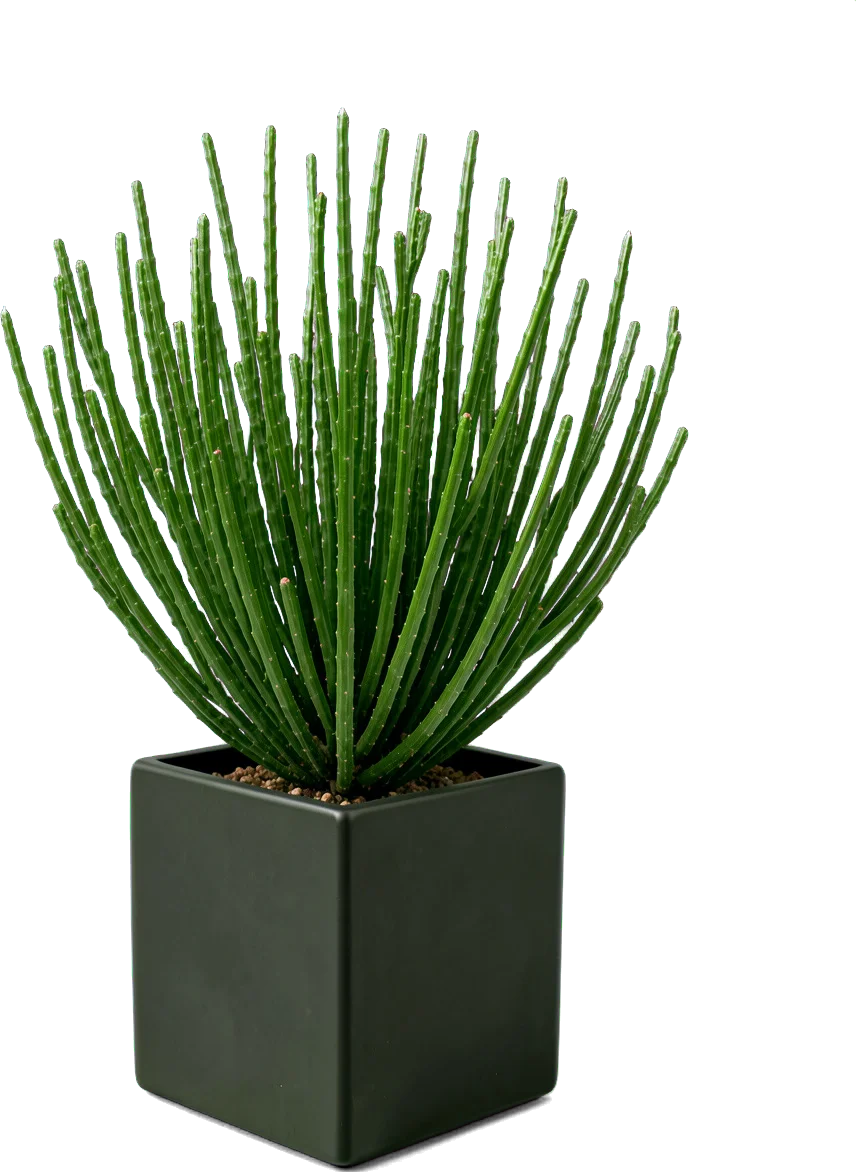 A pencil cactus with thin upright green stems in a charcoal cube