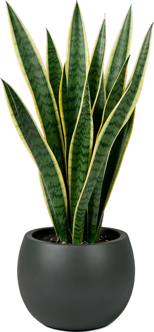 A snake plant with upright yellow-edged leaves in a round charcoal pot