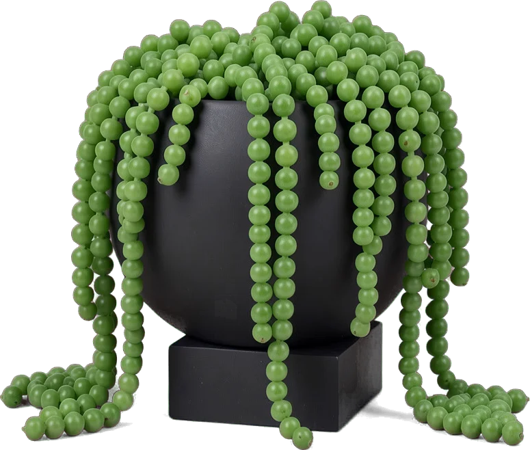 String of pearls trailing over a round charcoal pot
