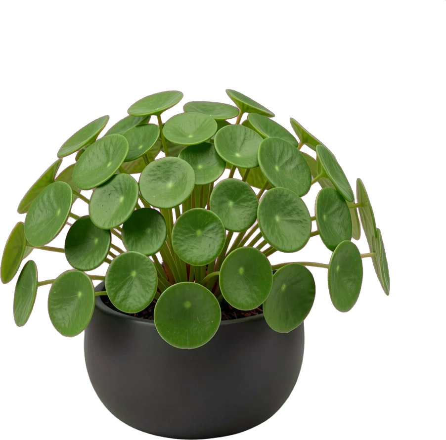 A pilea with round coin-shaped leaves in a low charcoal bowl